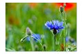 Blumenwiese M 02